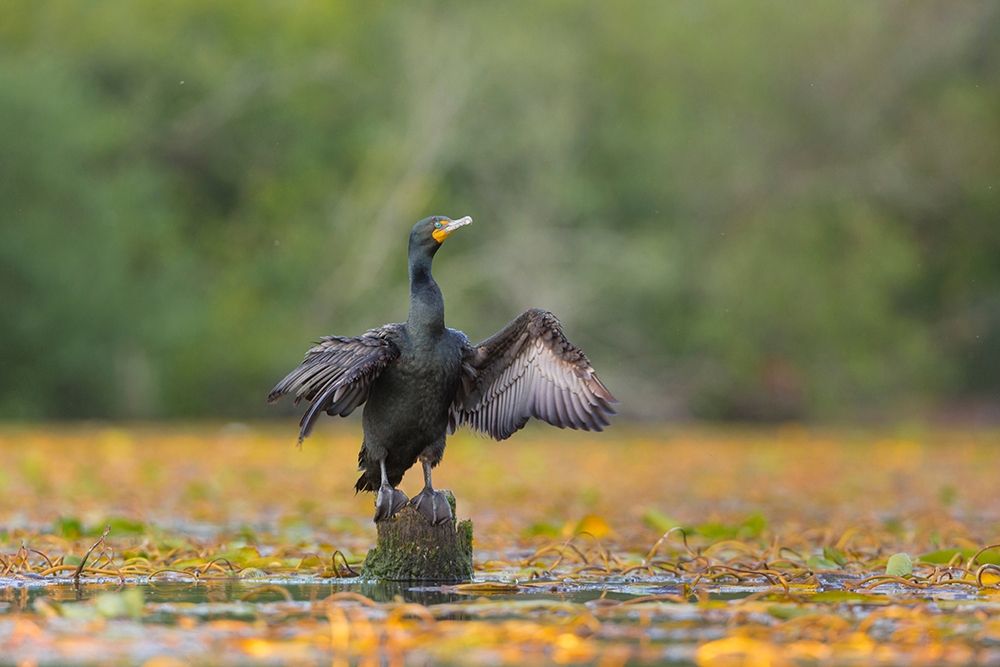 Washington State A Double-crested Cormorant spreads its wings to dry Seattle